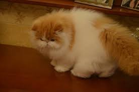 Secara umum, persia peaknose memiliki sifat yang hampir sama dengan jenis lainnya. Jual Kucing Persia Peaknose Imut 3 Bulan Bukalapak Com Cek Harga Di Pricearea Com