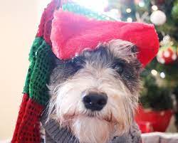 I May Be Wearing An Elf Hat But Im The One Calling The Shots Here Chris Schnoodle Mini Schnauzer Puppies Mini Schnauzer