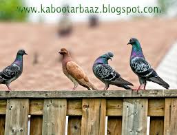 Beautiful fancy pigeons wallpapers | DaerTube