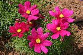 Image result for Cosmos bipinnatus