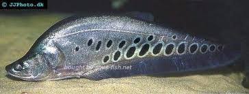 Hasil gambar untuk pembenihan ikan belida