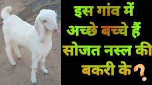 Sojat bakri and kids in jodhpur | sojat goats. Sojat Goat In Village à¤¸ à¤œà¤¤ à¤¬à¤•à¤° à¤— à¤µ à¤® Youtube