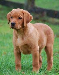 labradorwelpen silber labradorzucht labrador silber silver labrador black labrador labrador silver labrador