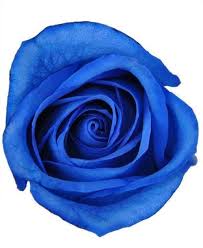 The blue rose is a flower that seeks to convey a message of mystery, enchantment and a sense of the impossible. Blue Tinted Roses J R Roses Wholesale Flowers