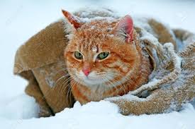 Maybe you would like to learn more about one of these? Cute Red Cat Wrapped In Blanket On Snow Background Stock Photo Picture And Royalty Free Image Image 37289376
