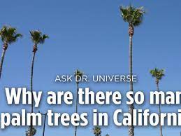 Washingtonia filifera, also known as desert fan palm, california fan palm, or california palm, is a flowering plant in the palm family (arecaceae) native to the far southwestern united states and baja california. Ask Dr Universe Why Are There So Many Palm Trees In California The Spokesman Review