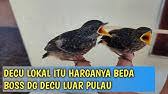 Perbedaan jantan/betina burung decu kembang. Tips Membedakan Decu Kembang Jantan Dan Betina Youtube