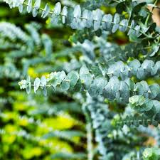Image result for Eucalyptus