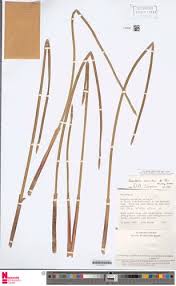 Image result for Hypolytrum heteromorphum