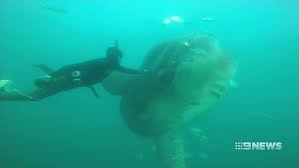 Giant Sunfish Spotted In Shallow Waters Off Bondi Beach In Sydney
