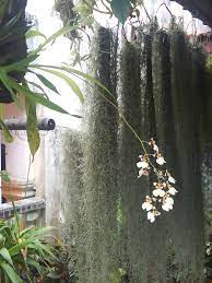 Spanish moss is part of the bromeliad family which places it in the same plant family as pineapples and succulent house plants. Garden Chronicles Tips To Grow Spanish Moss Updated 2020