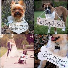 dogs since your dog is a member of your family of course you ll want him to have a prominent place in your wedding doggie dogs puppies dog training d