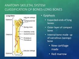 Some bones in the fingers are classified as long bones, even though they are short in length. Anatomy Skeletal System Ppt Download