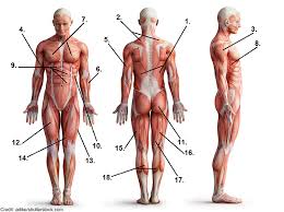More specifically, this beautifully illustrated anatomy chart includes neck and shoulders, multiple views of the back and spine, and frontal views of each muscular extremity of the human body. Muscle Anatomy Quiz