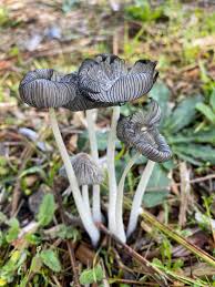 Image result for Coprinus lagopus