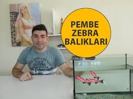 Pembe Zebra Baliklarinin Bakimi Ve Cinsiyet Ayrimi Zebra Cinsiyet Balik
