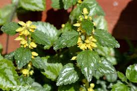 Image result for Lamium galeobdolon