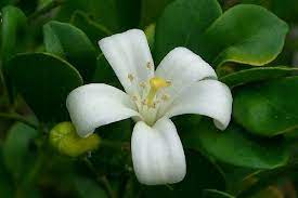 Daun dan ranting berguna untuk mengatasi radang buah zakar (orchitis), radang saluran napas (bronkitis), infeksi saluran kencing, kencing nanah, keputihan, datang haid tidak teratur, lemak tubuh berlebihan. 5 Manfaat Kemuning Bagi Tubuh Tanaman Yang Tidak Sekadar Harum