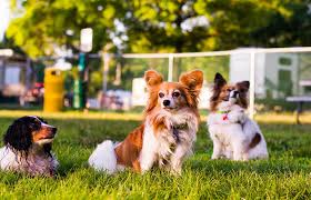 Well, it's also fact that dogs don't mess with the stuff every time. The Ultimate Guide To Camping With Dogs Dog Camping Gear Tips More Koa Camping Blog