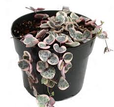 Image result for Ceropegia burchelliana