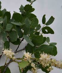 Image result for Guibourtia conjugata