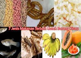 Jika burung kecukupan mineral, maka burung akan memiliki bulu kuat, mulus, berkilau sehabis molting atau ngurak alias mabung; 7 Jenis Makanan Terbaik Untuk Burung Kicau
