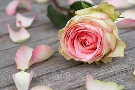 Send flowers and gifts internationally to usa, canada, uk, china & 190 countries worldwide. How To Wish A Happy International Women S Day In Russian Russia Beyond
