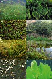 Image result for Hydrostachys polymorpha