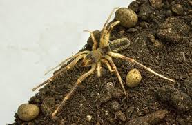 If you shriek in fear at the sight of the tiniest of spiders, you may want to avoid the rainforests of suriname, guyana, northern brazil and southern venezuela, where the goliath birdeater dwells! Camel Spider Description Habitat Image Diet And Interesting Facts