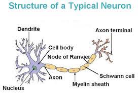Seer Training Neurons Glial Cells
