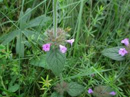 Image result for Clinopodium uhligii