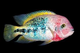 RED HEADED CICHLID (vieja Synspilum) – Aquarists Across Canada