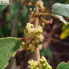 Image result for Trema orientale