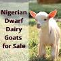 Nigerian Dwarf goats for sale Indiana from gmsgoats.com