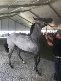 We did not find results for: What Is A Dapple Gray Horse Breeds Facts And Color