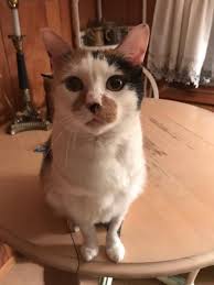 A guitar vision now complete