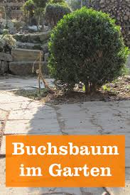 April bis september ist der ideale zeitraum; Buchsbaum Gartenbob De Der Garten Ratgeber