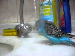 Banyo Yapan Muhabbet Kusu Youtube