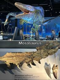 Image result for Phacelurus