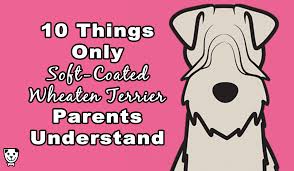 Family raised wheaten terriers from 100% pure irish lines. 10 Things Only Soft Coated Wheaten Terrier Parents Understand