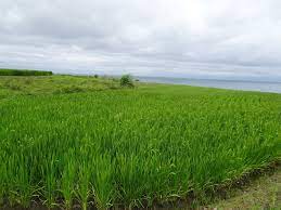 花蓮縣豐濱鄉 新社梯田20190510全台唯一臨海稻田美景 王叮噹新的日子jhy212jhy的部落格 痞客邦 formosa herbs farmland