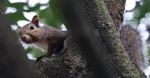 Why squirrels may not be suitable pets. Five Things To Know About Squirrel Hunting In Texas