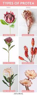 Find Different Types Of Protea For Your Tropical Destination Wedding At Afloral Co Wedding Flower Types Tropical Flower Arrangements Tropical Wedding Bouquets