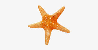 Png, tamaño del archivo：20 m, tiempo de carga：09/07/2018. Estrella Mar Png Estrellas De Mar En Png Full Size Png Download Seekpng