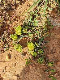 Image result for Barleria macrostegia