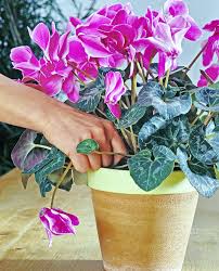 Si l'emplacement est à l'ombre en début ou en fin de journée mais sous le soleil brûlant le reste de la journée, restez dans cette catégorie. Entretenir Les Cyclamens 100 De Reussite Detente Jardin