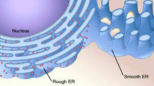 Check spelling or type a new query. Fungsi Retikulum Endoplasma Pada Hewan Dan Tumbuhan