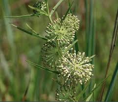 Asclepias Hirtella Is Commonly Known As Tall Milkweed Or Prairie Milkweed Is Native To The Us Central Plains Asclepias Milkweed Species