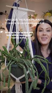 Image result for Cissus quadrangularis