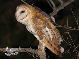 Where do barn owls live? Barn Owl Owling Com